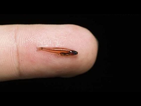 cá nhỏ nhất thế giới