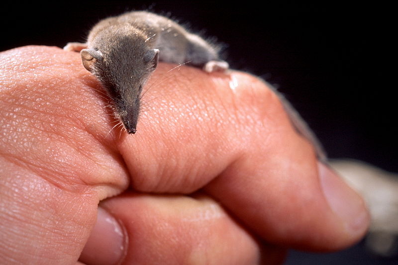 chuột nhỏ nhất thế giới