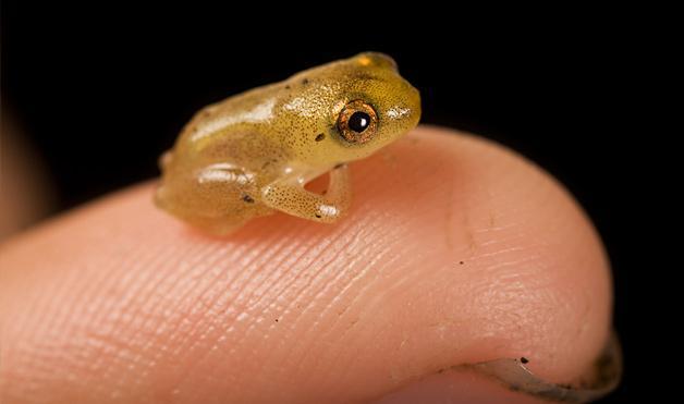ếch nhỏ nhất thế giới
