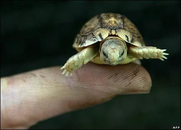 rùa nhỏ nhất thế giới