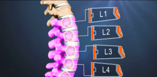 Hình minh họa xác định vị trí cột sống thắt lưng (L1-L5)